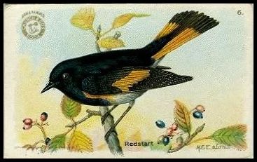 6 Redstart